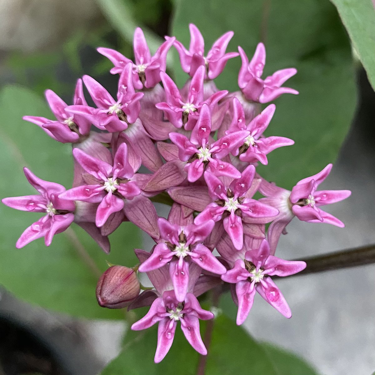 GNPSociety's tweet photo. What #nativeflower is wowing you right now? Purple milkweed #asclepiaspurpurascens is #bloomingnow as are many #nativemilkweed #nativeplants #georgiawildfowers https://t.co/g2r9tgW2Np