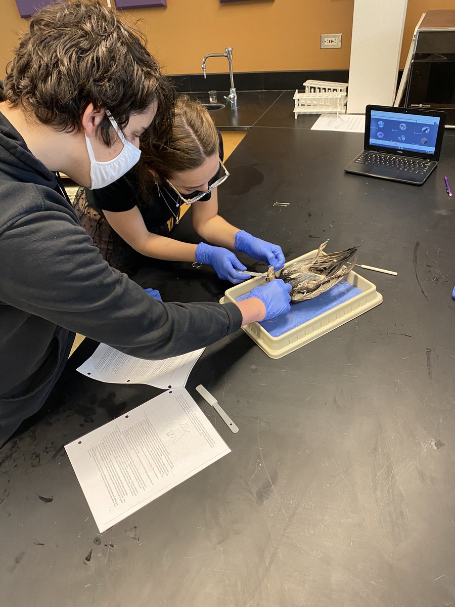 RienasScience's tweet photo. It finally felt normal today in Bot/Zoo. #pigeondissection #RScience https://t.co/CxN2kpdzoW
