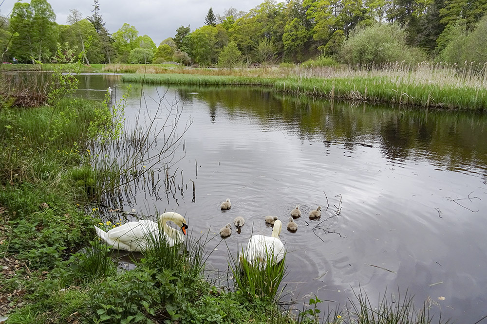 VisitForres's tweet photo. Rounding up the kids for dinner at Sanquhar loch in Forres #VisitForres https://t.co/SrwKOwRhCs