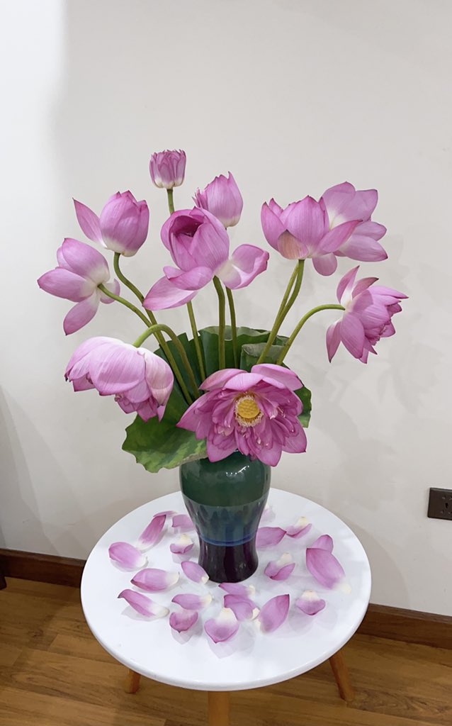 transonusd's tweet photo. So nice lotus flower https://t.co/WKIds5BcjM