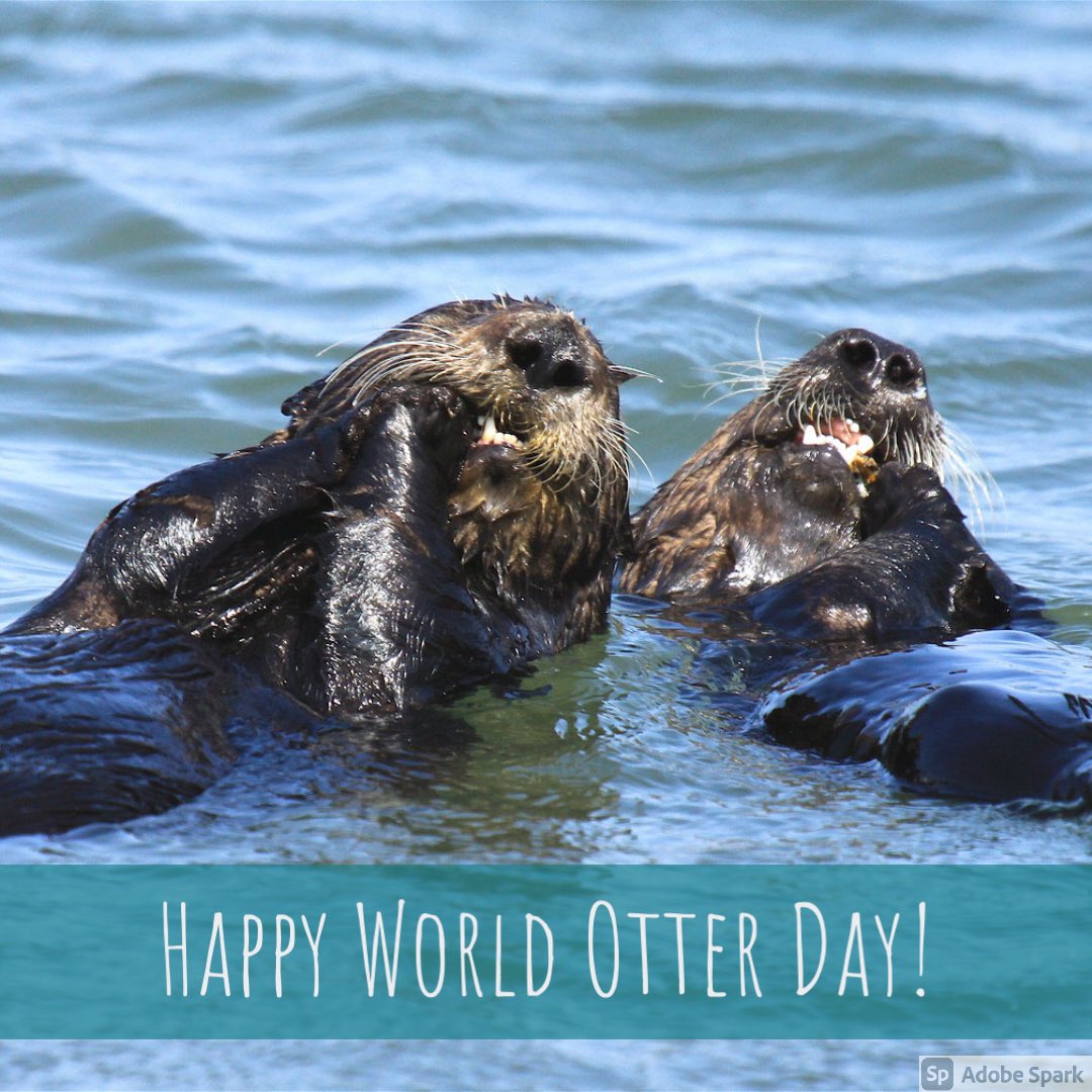 Happy #WorldOtterDay!