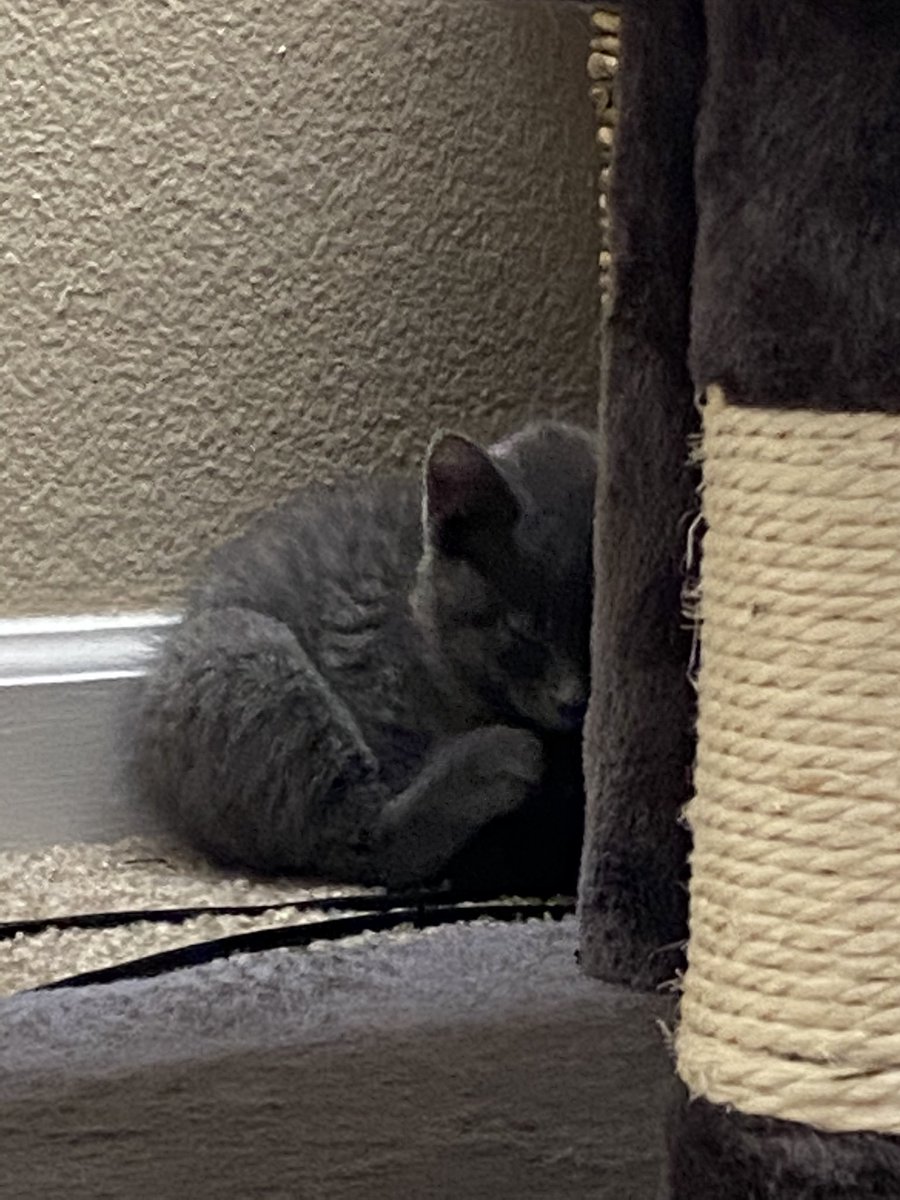 MissMelllow's tweet photo. I declare it isn't fair. Why is my kitten so big already 😫 #kitten https://t.co/Sf9R7Bglt3