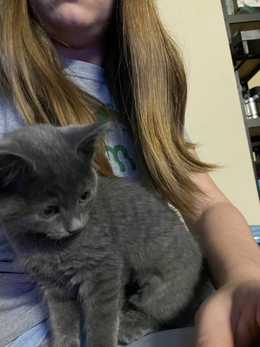 MissMelllow's tweet photo. I declare it isn't fair. Why is my kitten so big already 😫 #kitten https://t.co/Sf9R7Bglt3