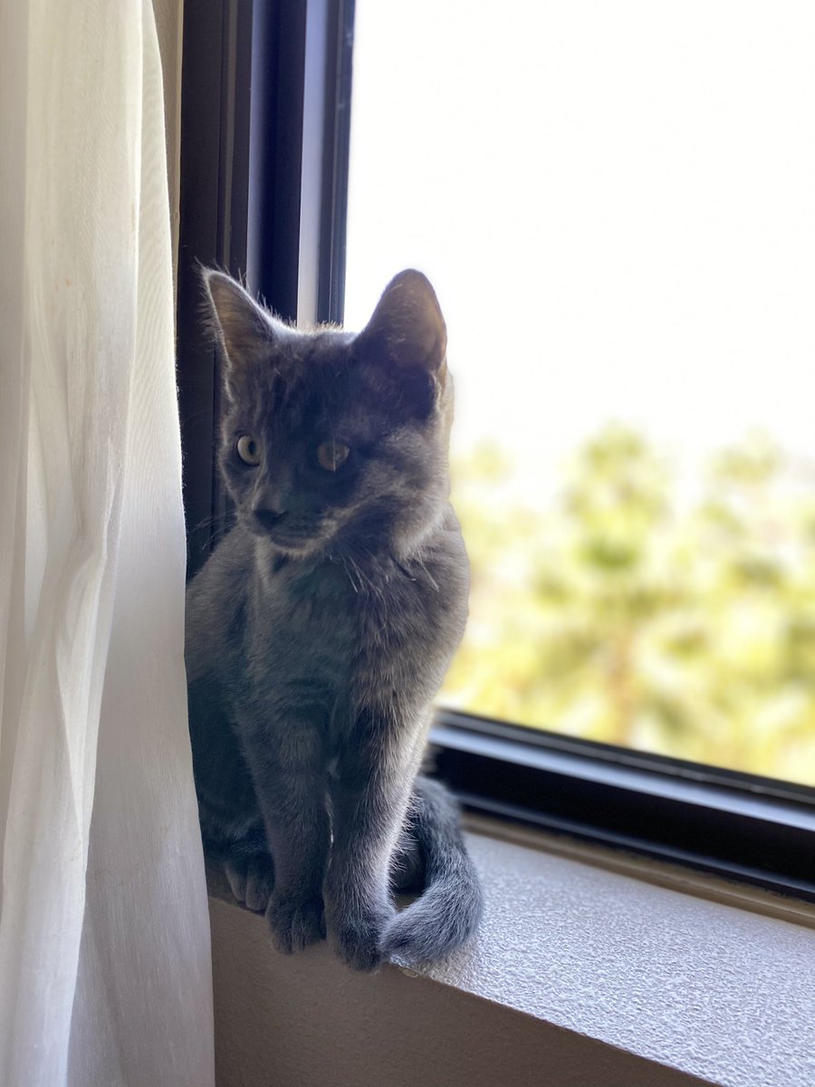 MissMelllow's tweet photo. She's lengthening 😳 🐈‍⬛ https://t.co/xJoVhAZpSh
