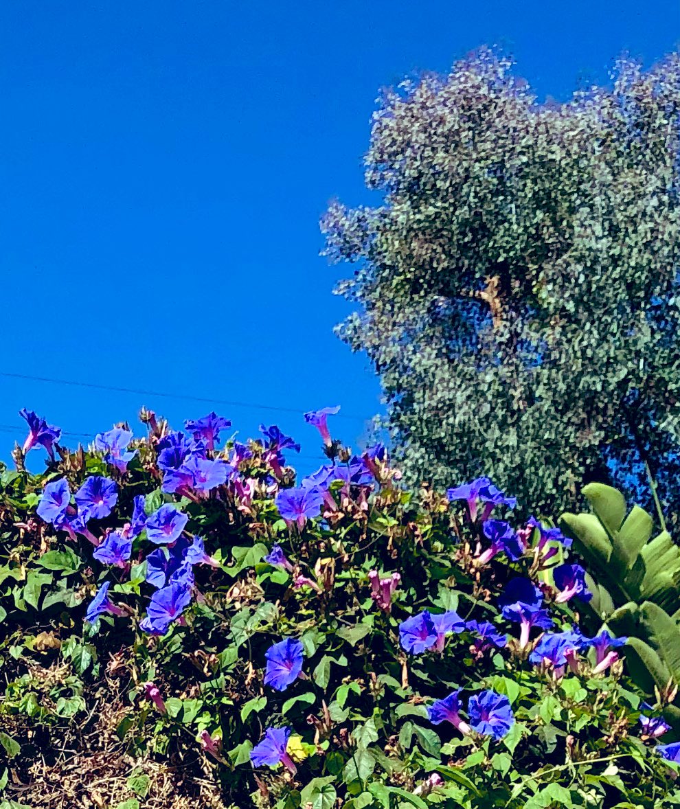 FleurLenz's tweet photo. @mjhptcott What a stunning garden, Myk! 🙌 💚 Spotted these Morning Glories on my walk this morning. They blended nicely with the sky. 💜 https://t.co/1CwipDmtxw
