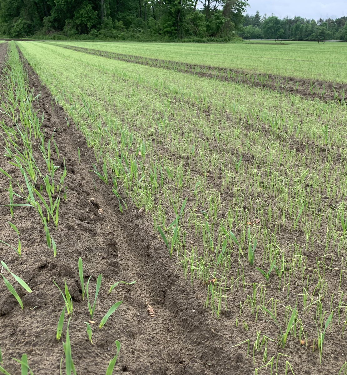 2021 Onionsets waiving their flag in Huron County - they are very sensitive at this stage, glad the hot weather has passed for now #ontag #plantuien