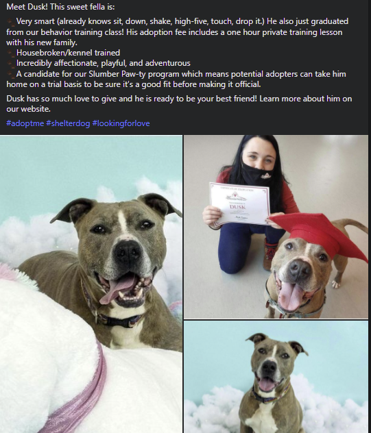 _Adri_'s tweet photo. Did you know #waysidewaifs offers private training lessons for your dog?
#dogsoftwitter #AdoptDontShop #adoptme https://t.co/t0sFsU9Fd5