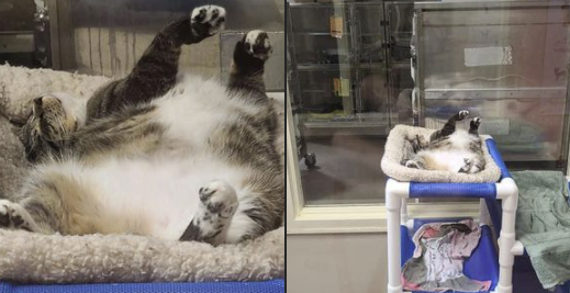 _Adri_'s tweet photo. Anybody up for a #catnap 
"Baby" needs a forever napping partner and that could be you #AdoptDontShop Check out more info on https://t.co/U81aW89rei https://t.co/X9MqYyb88g