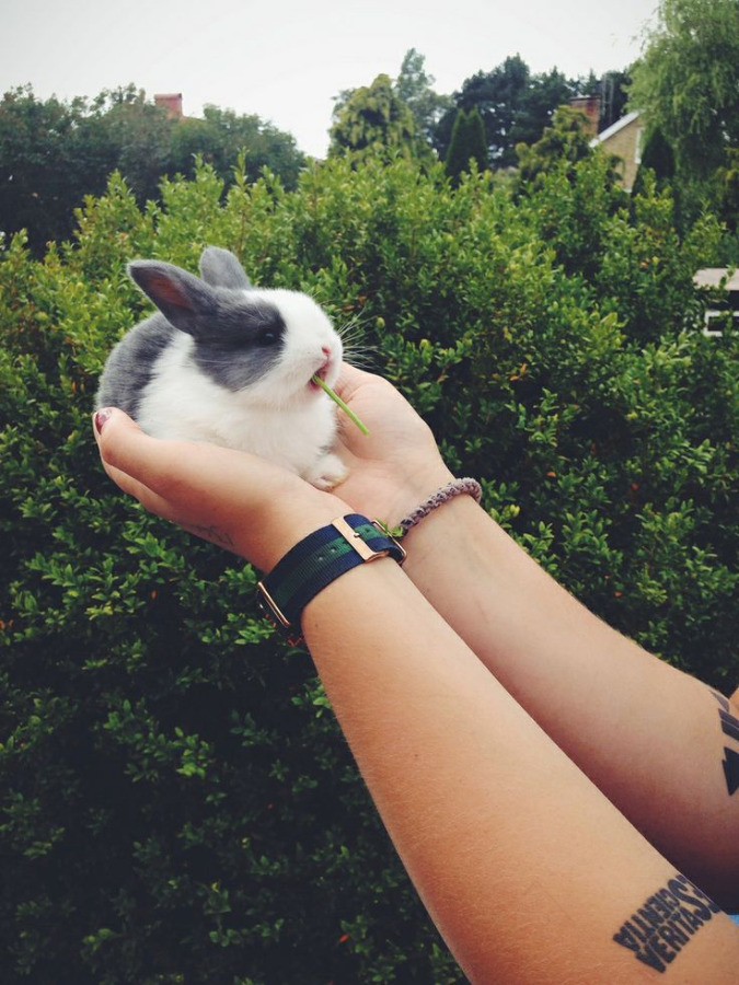 RabbitEveryHour's tweet image. 