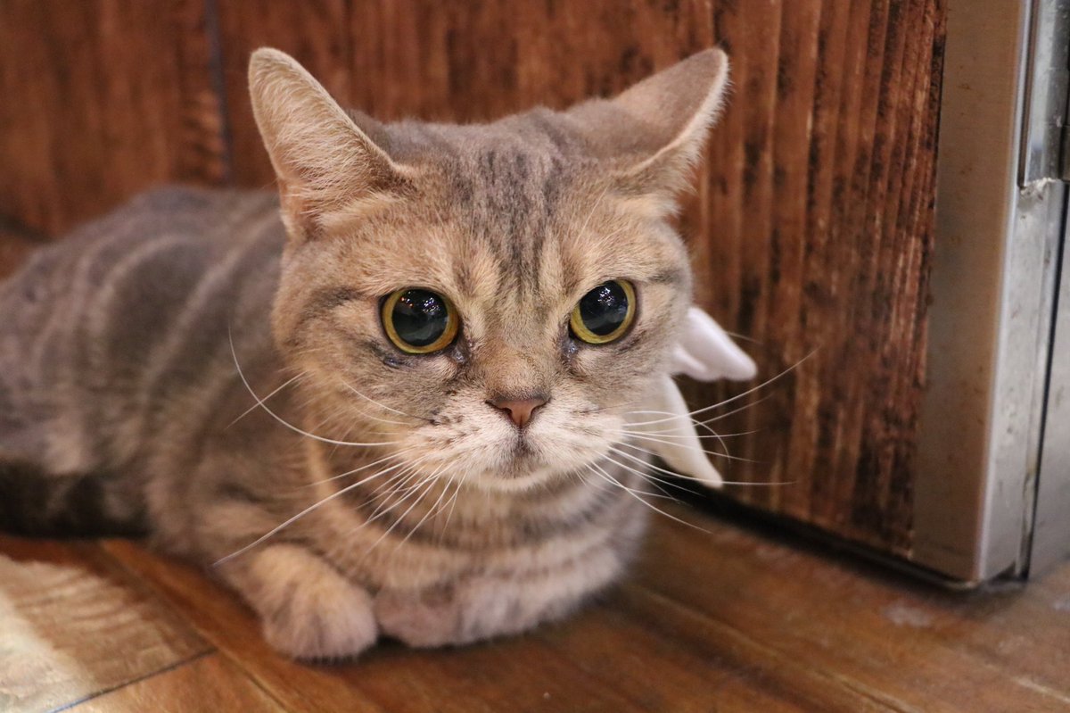保護猫cafe ウリエル 新にゃん紹介 こちらもアメショチームの グレイスちゃん 神様の恵という意味 お 目目がくりくり 人がなんといっても大好き こう見えて9歳ですが毛並みもふかふかです ただ猫さんが苦手なので ゆっくりゆっくり 保護猫cafe ウリエル 新にゃん紹介 こちらもアメショチームの グレイスちゃん 神様の恵という意味 お 目目がくりくり 人がなんといっても大好き こう見えて9歳ですが毛並みもふかふかです ただ猫さんが苦手なので ゆっくりゆっくり