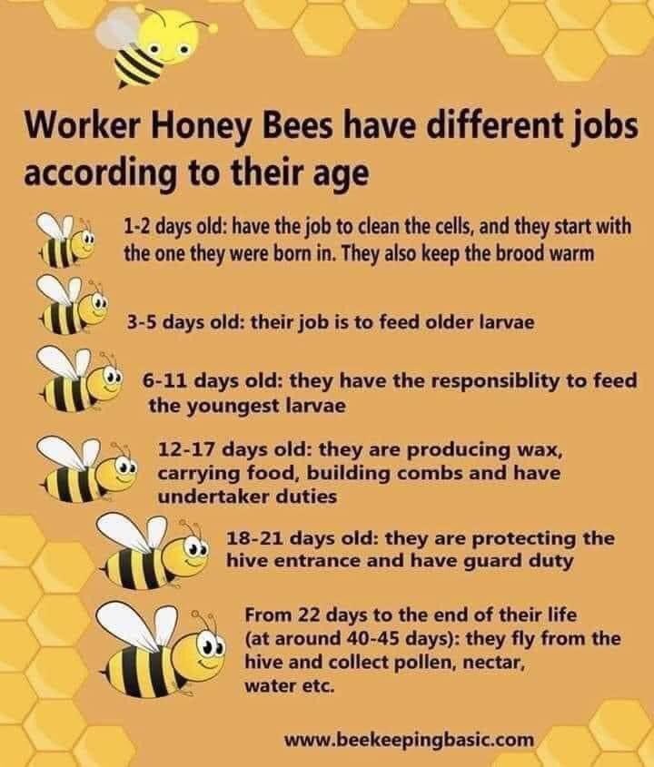 ojibeehoney's tweet photo. Busy as a bee takes on a whole new meaning when your life span is approximately 45 days from beginning to end 🎈 #beelife #busybees #whatisthebuzzallabout #lakeofthewoods #ojibeehoneyco https://t.co/mUqoACEZCJ