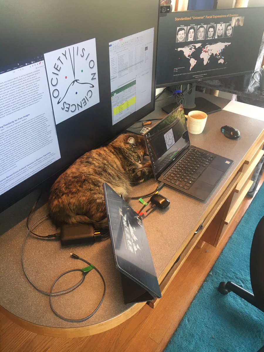BoyntonGeoff's tweet photo. Moderating the final session at #VSS2021.  Laptop, two screens, iPad, and a cat https://t.co/bFWdUQWQf3