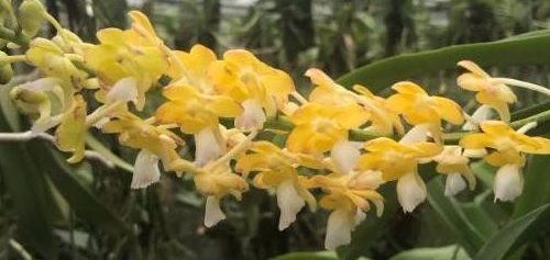 May Specials Final Chance! #motesorchids #orchids conta.cc/3vBQOW0
