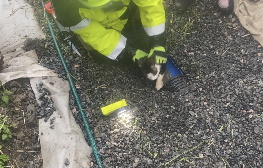 JuliusRito's tweet photo. Sadepäivän työvuoron puuhasteluja. Aamusta pipe-treenit veneen kanssa ja illasta kissa pelastettu sadevesiviemäristä👍🏻
Työvuoroa jäljellä 12h.
#yhdessä
#pelastuslaitos
#palomies #pelastaja #paloesimies
#kissaPelastettu🐈
#KU701 #KU708 #FH10
🚒🚁🚤🏪 https://t.co/0y5kji3C60