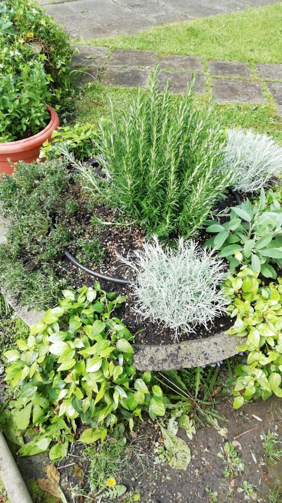 fstrinati500's tweet photo. Growing our own herbs in the garden @LakefieldTC Much less wastage !#environment #waste #sustainability https://t.co/6cNAn7BRee