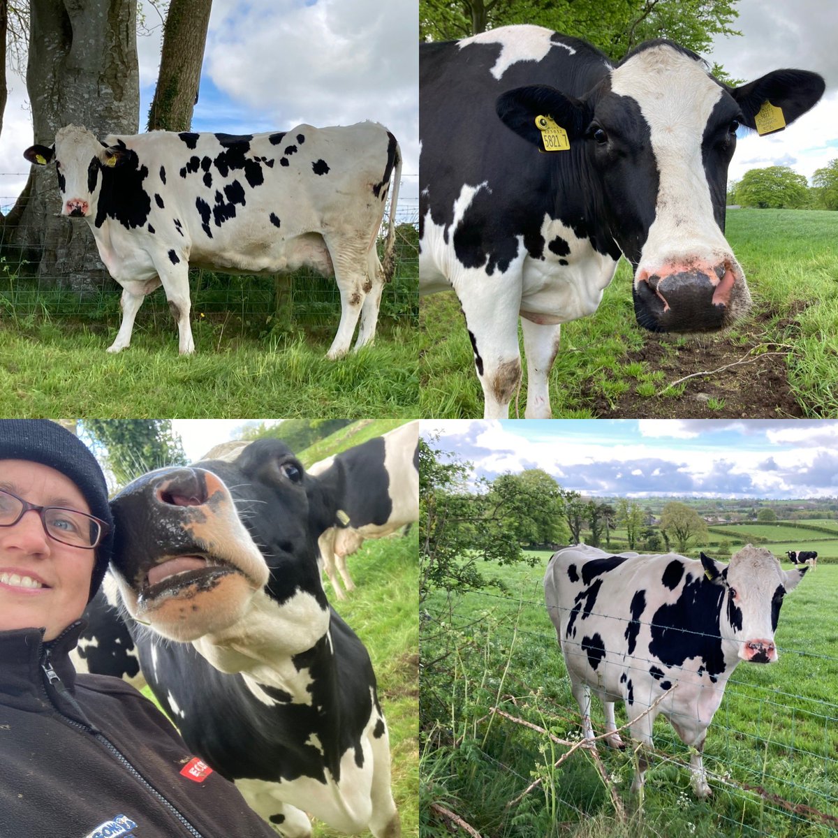 Dunaird Holsteins tweet media