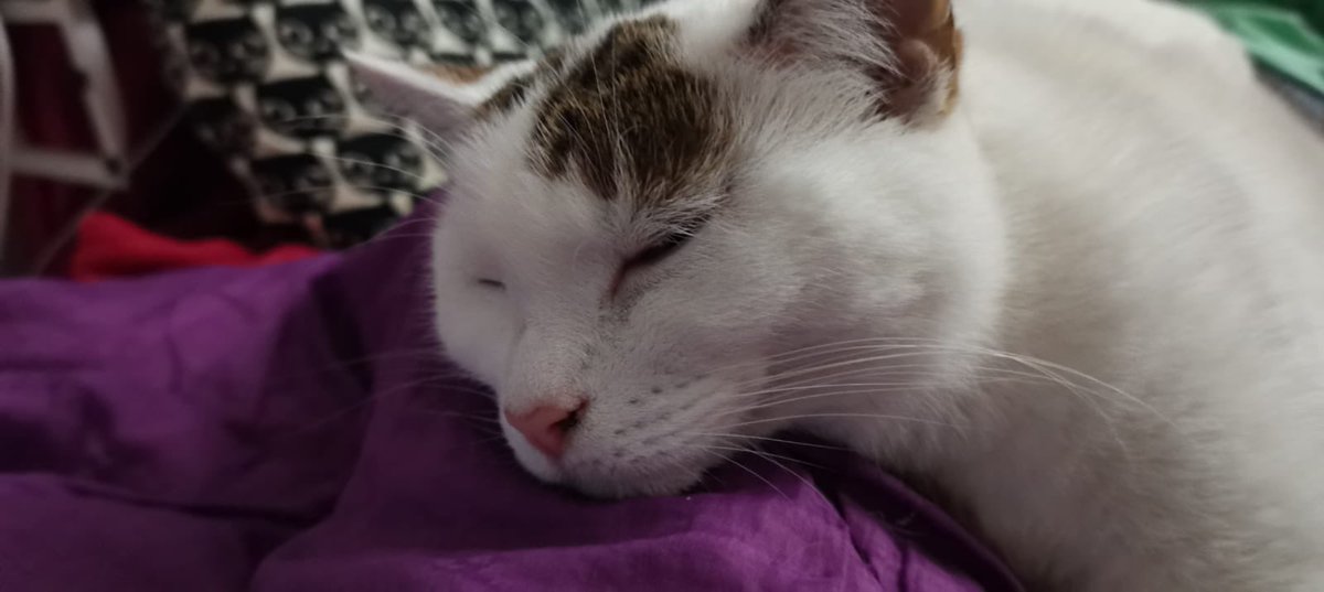SkylerCatAndCo's tweet photo. Mamma T has had her first vaccine injection and has a poorly arm so I am looking after her by getting myself nicely warm and comfortable across her legs. You are Welcome Mamma T. 😻
#SkylerLove #CatLove #CuteCat #SoftCat #CaringCat #WhiteCat https://t.co/LOOGEA3HXZ
