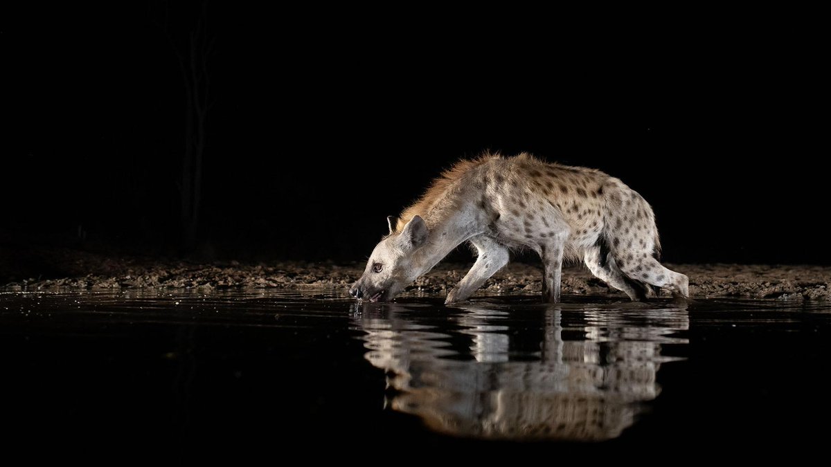 ArkansasTV_'s tweet photo. Water is scarce, and the waterhole must now service animals from further away. โLife at the Waterholeโ returns tonight, May 26, at 7.
#TheWaterholePBS https://t.co/oZBhbK8Sqm