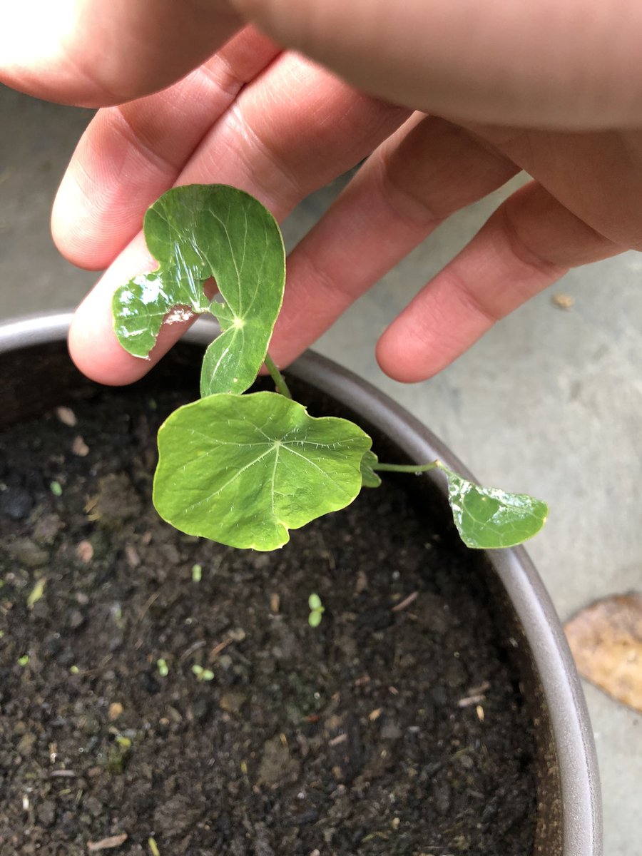andyivins's tweet photo. If the slug who took out a leaf and a half from my little nasturtiums had waited for them to grow, there would be flowers for bees and butterflies, and a place for caterpillars to cocoon. It’s the tragedy of the commons! Now regulated with copper tape. #gardening #economics https://t.co/ZrPusKvXrj