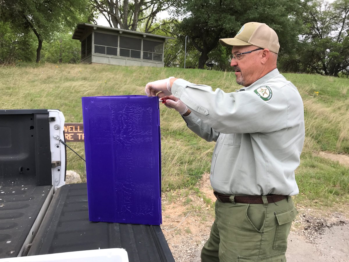 TXForestService's tweet photo. EAB is a tiny green beetle that was first discovered in Texas in 2016, and since then has been found in 6 counties across the state. Each year, Texas A&M Forest Service works to monitor the movement of EAB through our trapping program. #EABWeek https://t.co/iXrSc1vvbL