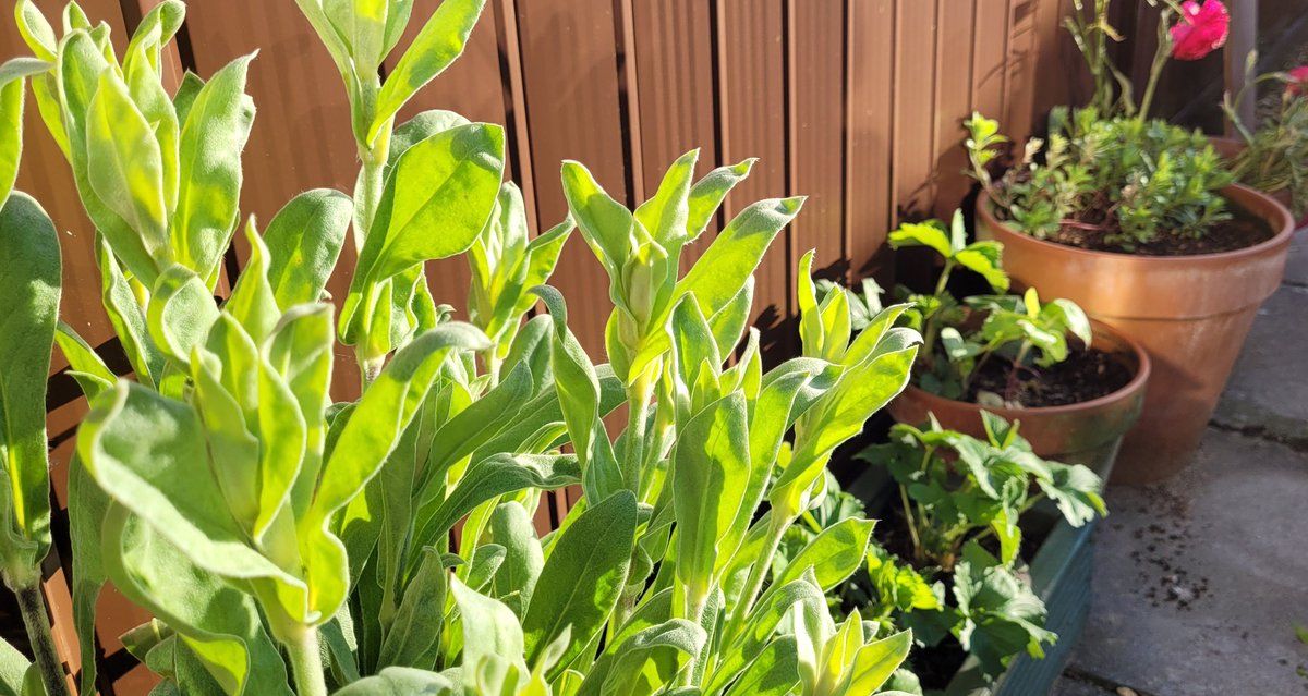 Evening sunshine is the best end to the day!