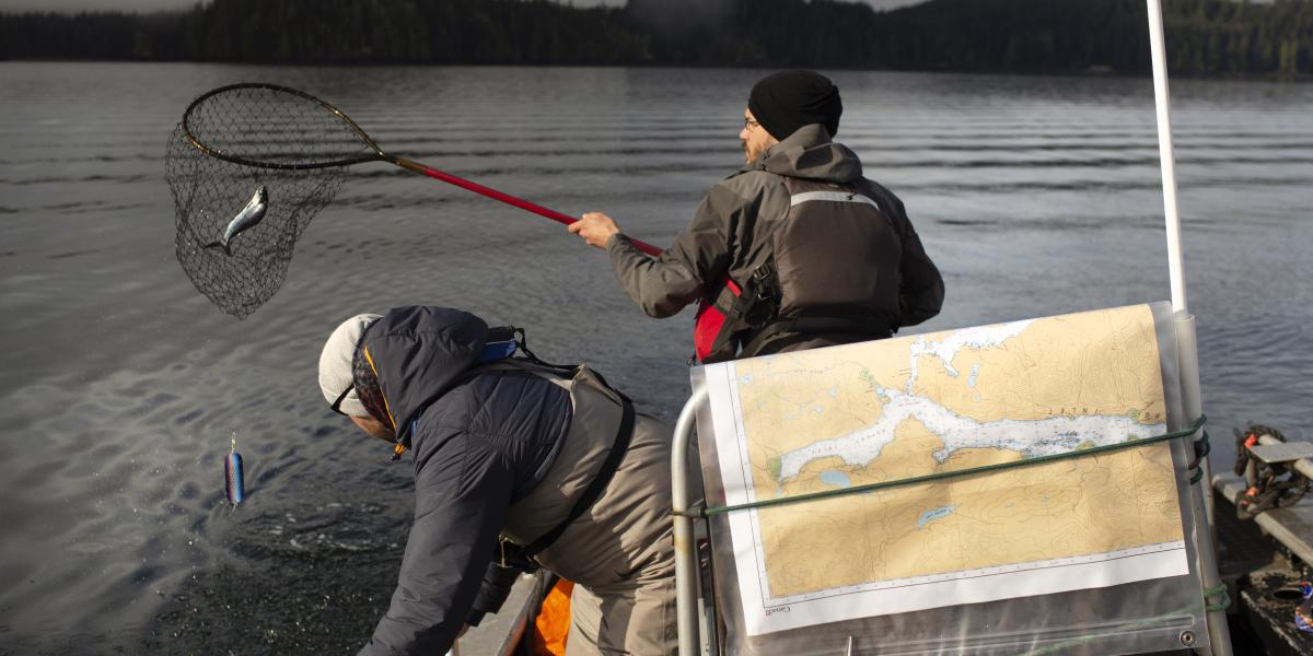 ubcscience's tweet photo. New genomics analysis by #UBC researchers indicates piscine orthoreovirus (PRV) originated in Atlantic #salmon farms and is now continually being transmitted between open-net farms and wild juvenile Chinook salmon in #BC waters https://t.co/8LrksusOSJ https://t.co/kj0LxoVHqA