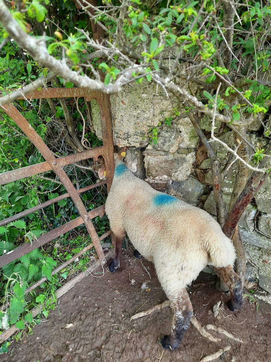 Jonny_H2018's tweet photo. Never a dull day with lambs on the farm! @PallasTb https://t.co/ulE247l3Yp