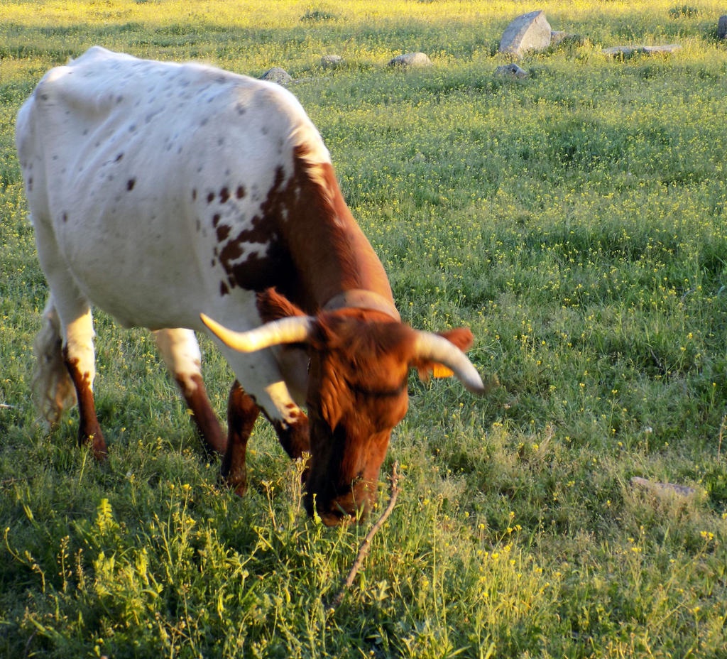 hourly cows tweet media
