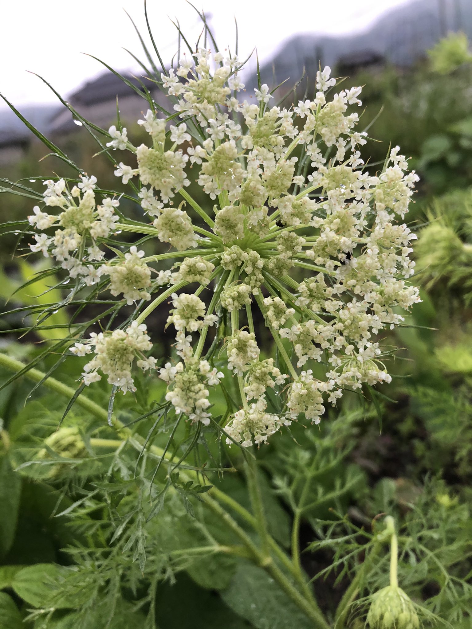 にんじんの花 Twitter Search Twitter
