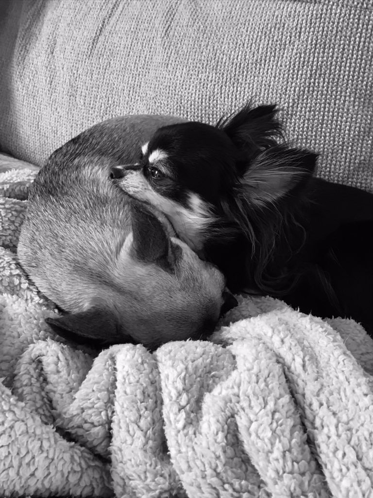 thegirls8882's tweet photo. Night gang! 😴😴😴. #sleepisgood #Chihuahualife  #rollonweekend https://t.co/shq5qyDvUu