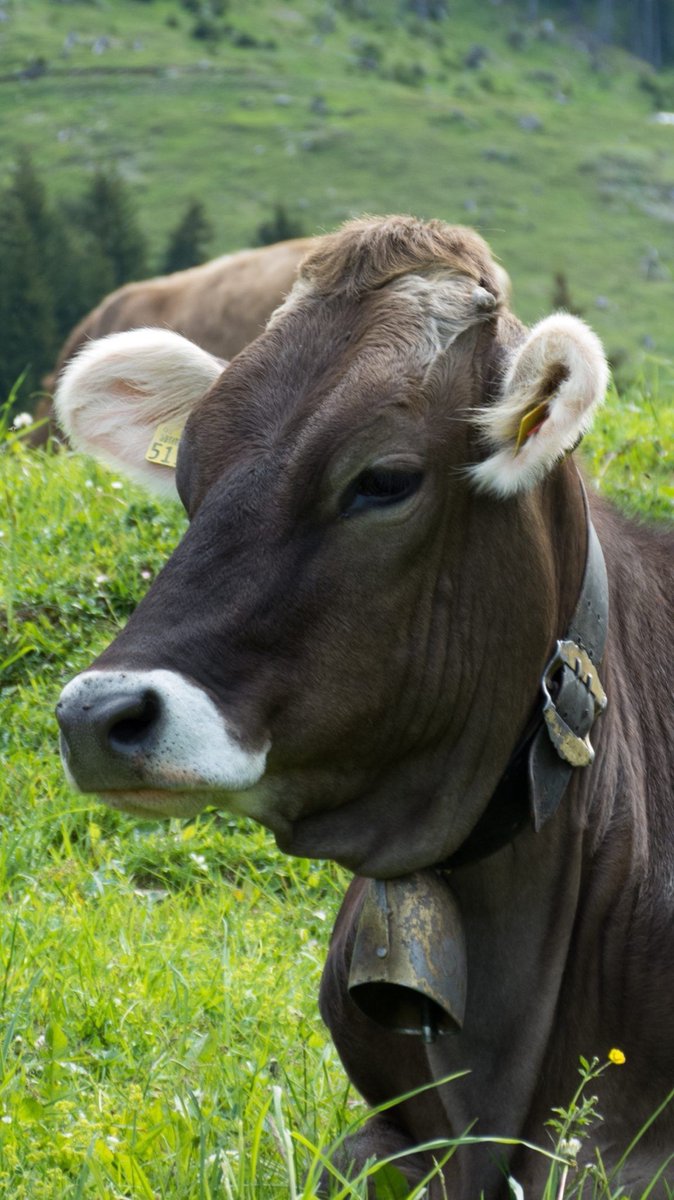 hourly cows (@hourlycows_) on Twitter photo 