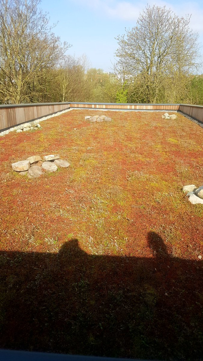 AND the brand new sports pavilion at our club is OPEN! What a place for tea and cake. Complete with this glorious living roof bathed in sunshine. So relaxing and unique