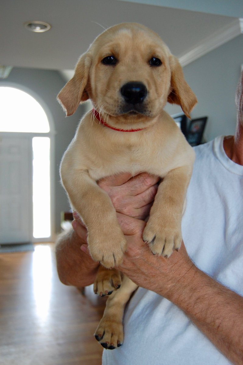 _chelseabailey's tweet photo. AKC registered— 2 males left
Greenville, NC
$1000 https://t.co/h6SHDKOziw