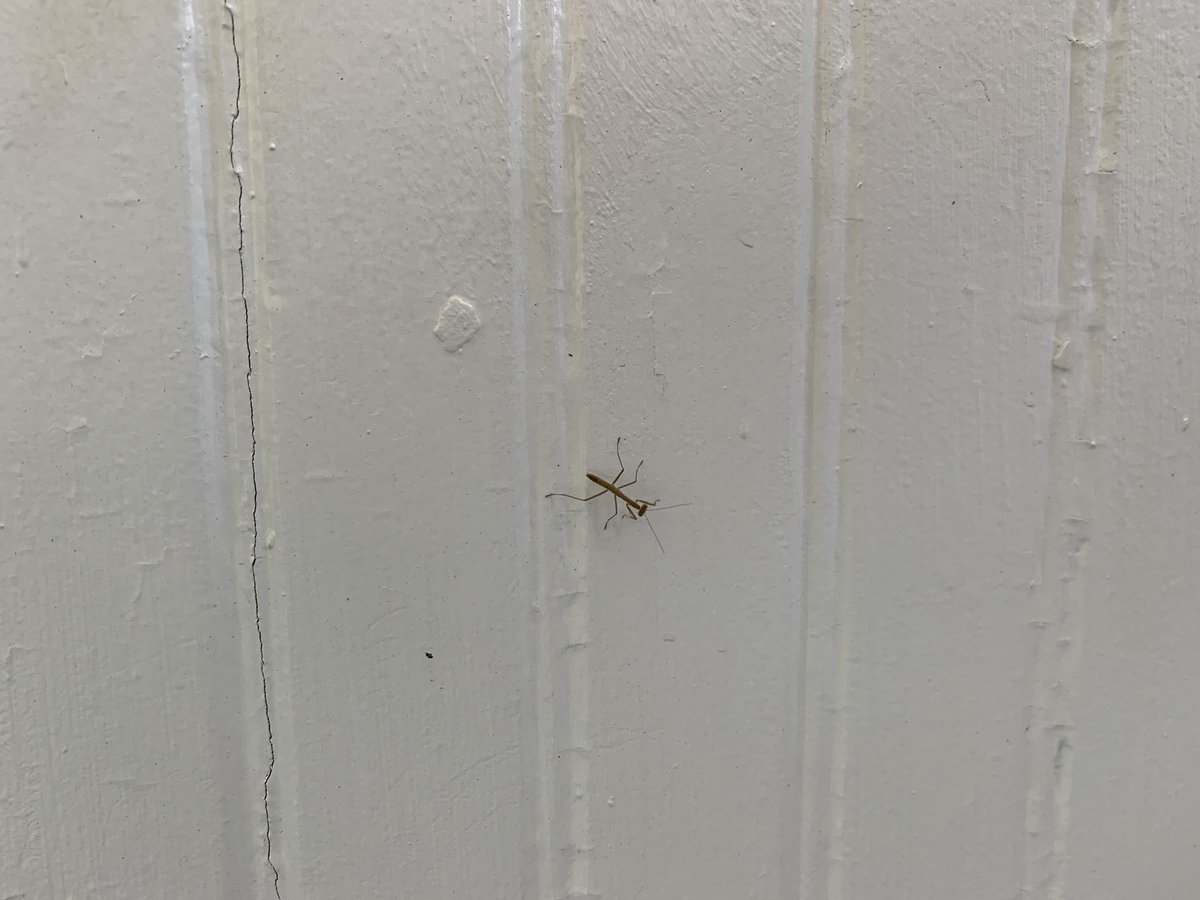 shazamrys's tweet photo. I’m working on the front porch today and there is a tiny praying mantis crawling all around. Like 2 cm. I look forward to seeing you later this summer when you are huge, little guy! https://t.co/vZOrxqWSPD
