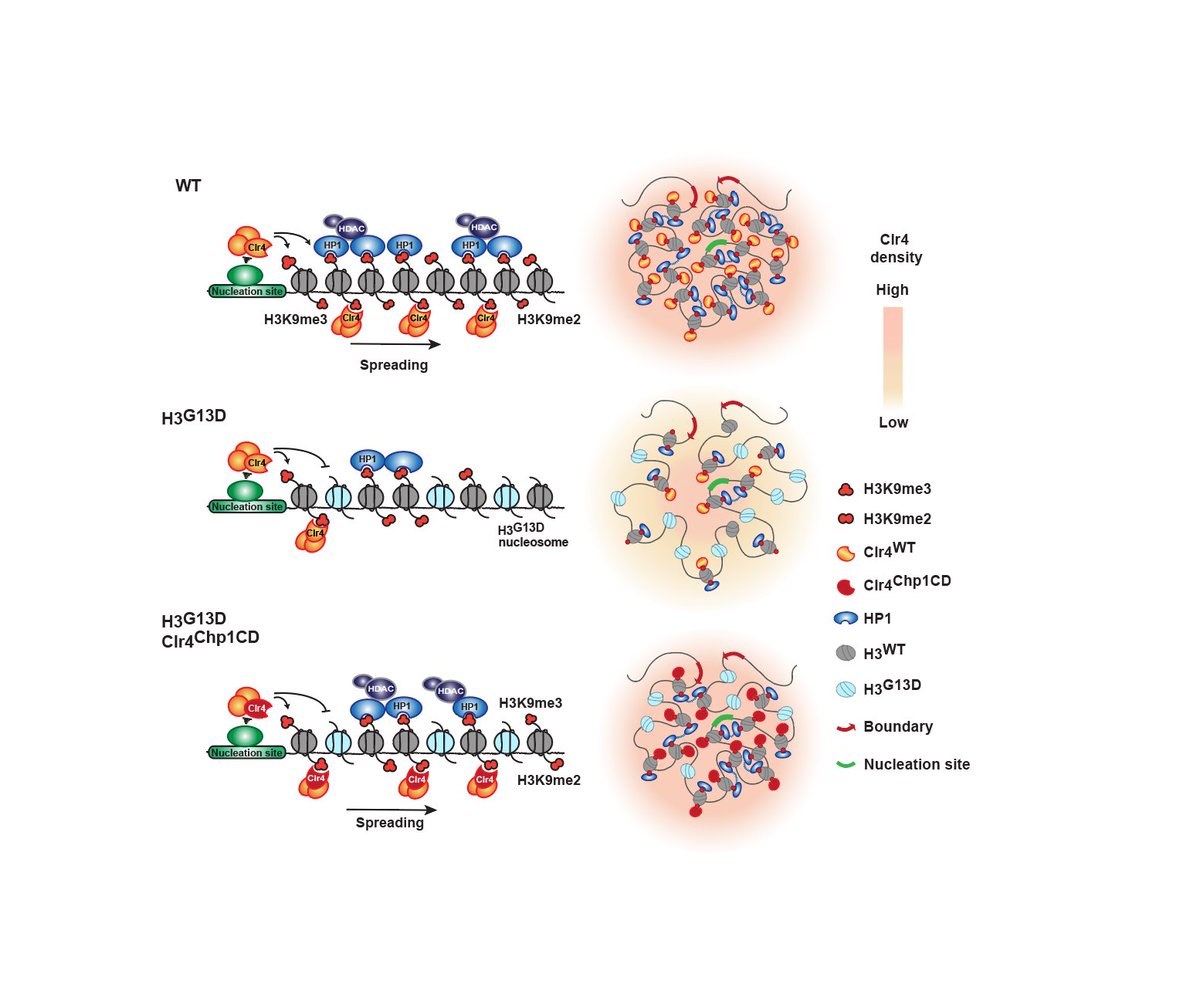 grewalsh's tweet photo. DENSITY MATTERS!!
A critical density of methylated histones (H3K9me3) is required to transmit epigenetic memory through the "read-write" mechanism. We show a direct role for modified histones in epigenetic inheritance.
https://t.co/arE8gLGCuG https://t.co/Tah8JpvWXT