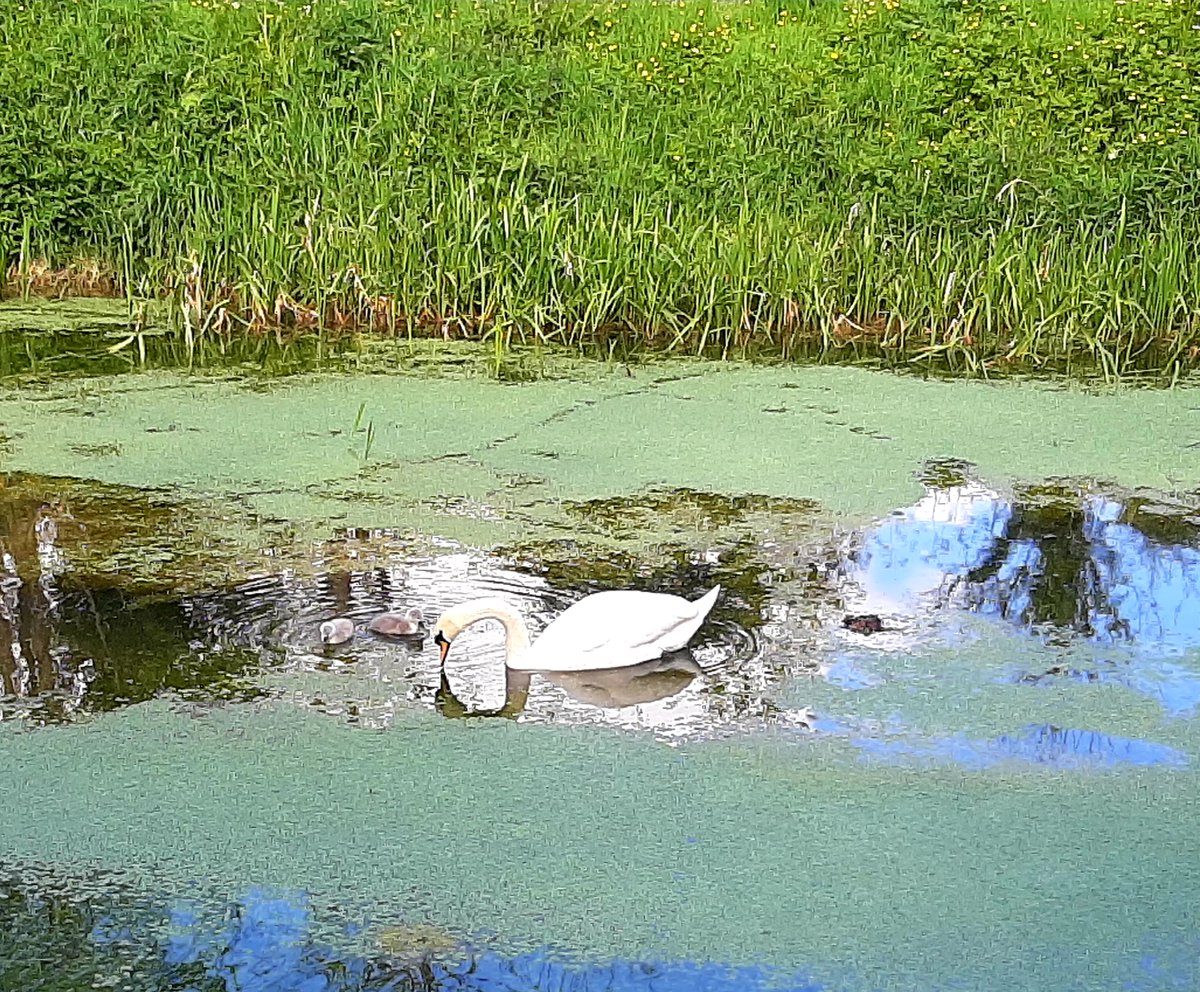 GerHerbert1's tweet image. New life at the canal - cygnets so small you can barely see them #babyswans #cygnets #swanlife