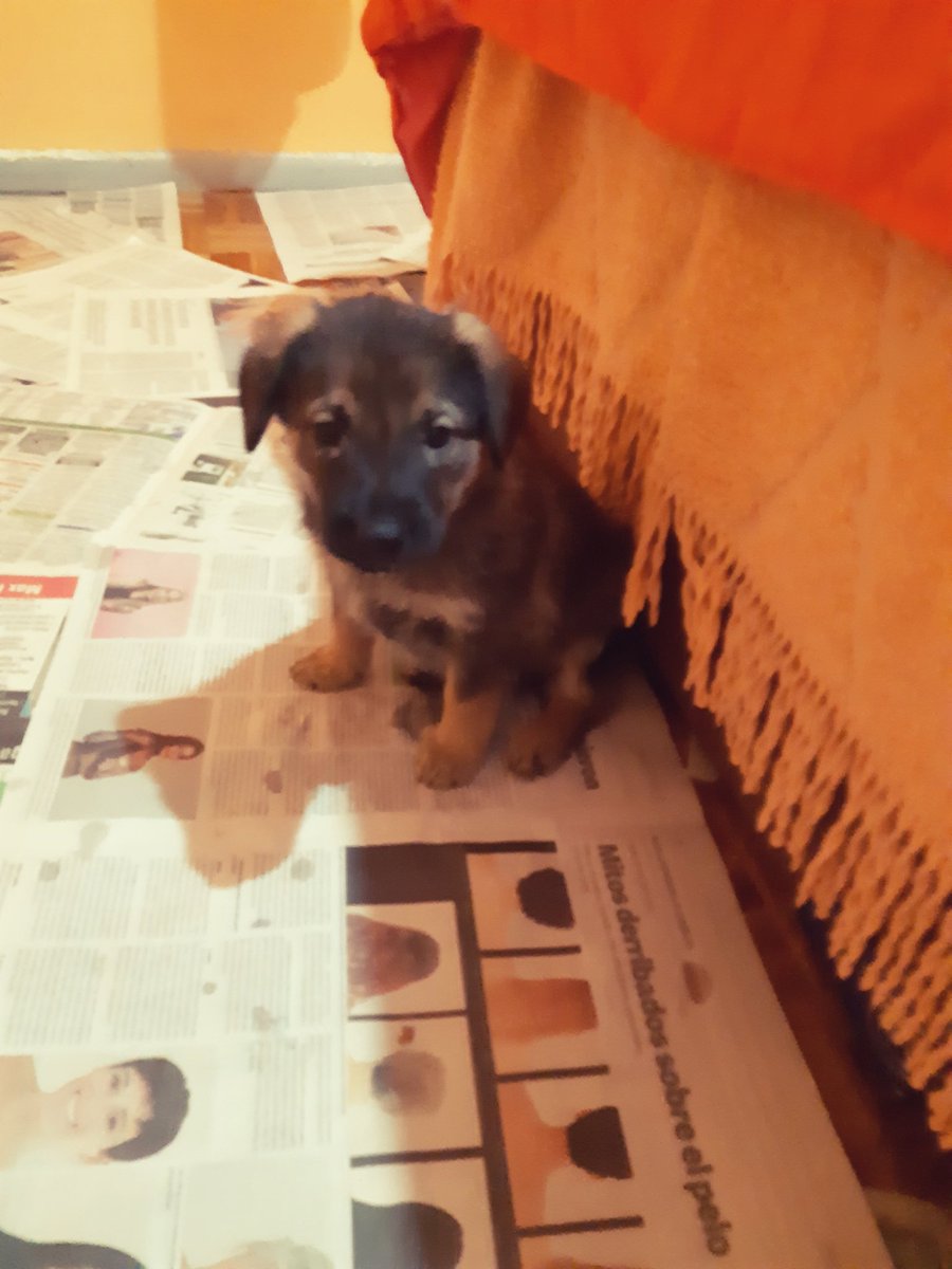 Pulguita en adopcion responsable 🤗 nena contacto 1161682021- Silvia- CABA