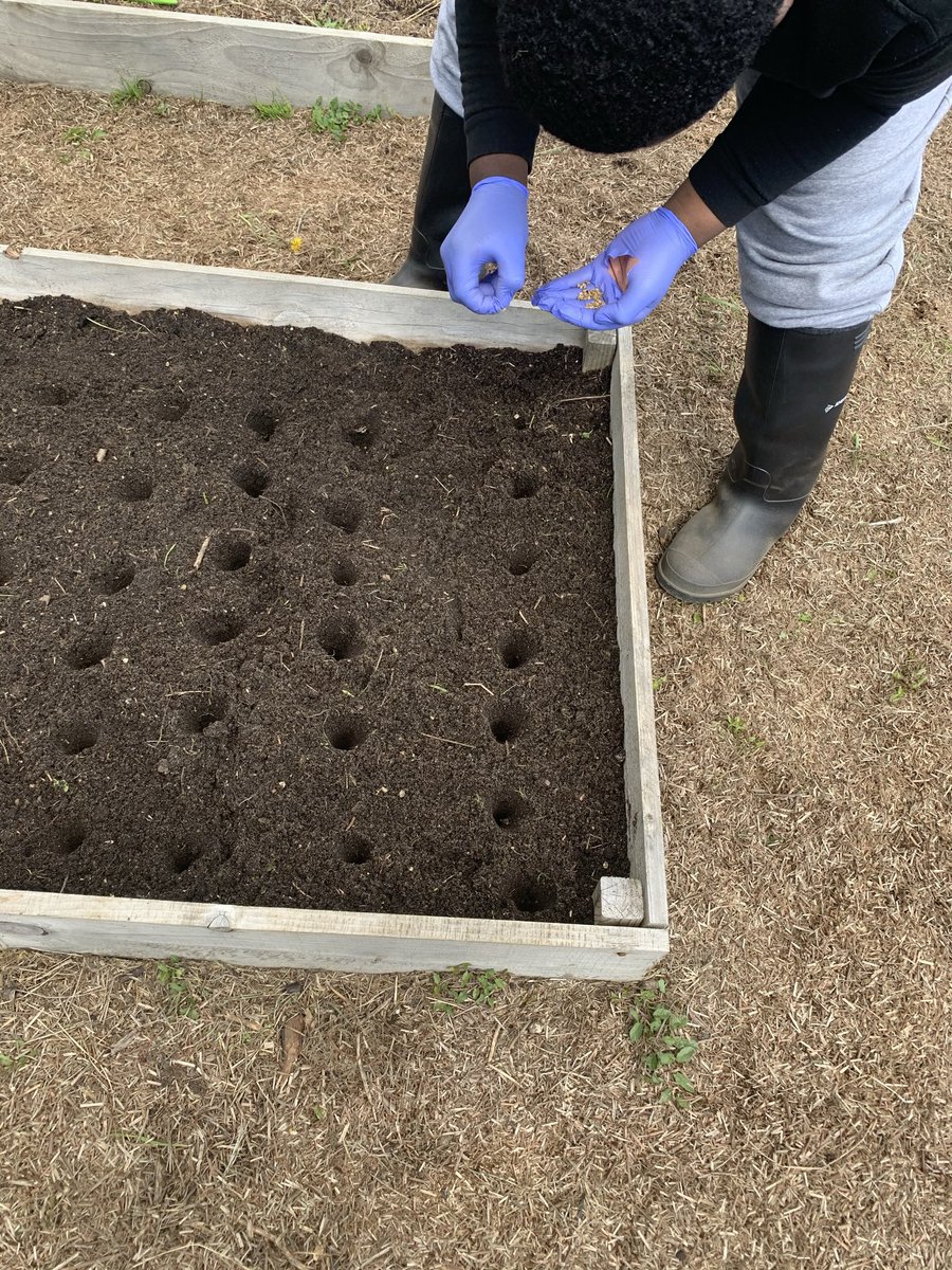 CypGProject's tweet photo. He used a dibber to make the holes and then popped in the beetroot seeds . Sometimes we sow in modules or trays, other times we sow direct! 
•
•
#beetrootseeds #beetroot #sowdirect #raisedbedgarden #youngpeoplesproject #youngpeoplesgarden #dibber #gardeningforwellbeing https://t.co/OM7Si5xg0b