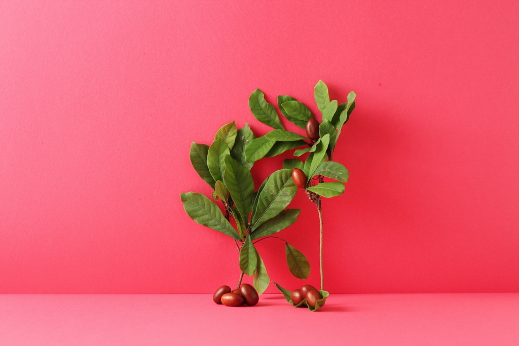 At Joywell Foods, our team eats and drinks the fruits of their fermentation labor all day long! And chances are, you do too. So, how has fermentation and food co-evolved over time? And what does fermentation in food look like now?

Read more on our blog bit.ly/3oTtMaO.