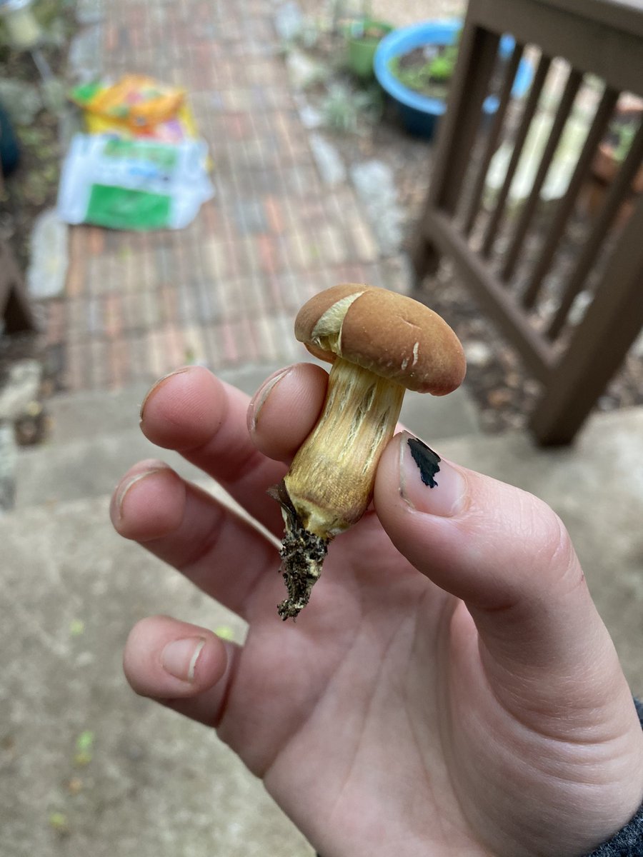 YALL IS THIS EDIBLE i found it and i wanna eat IttTTTT