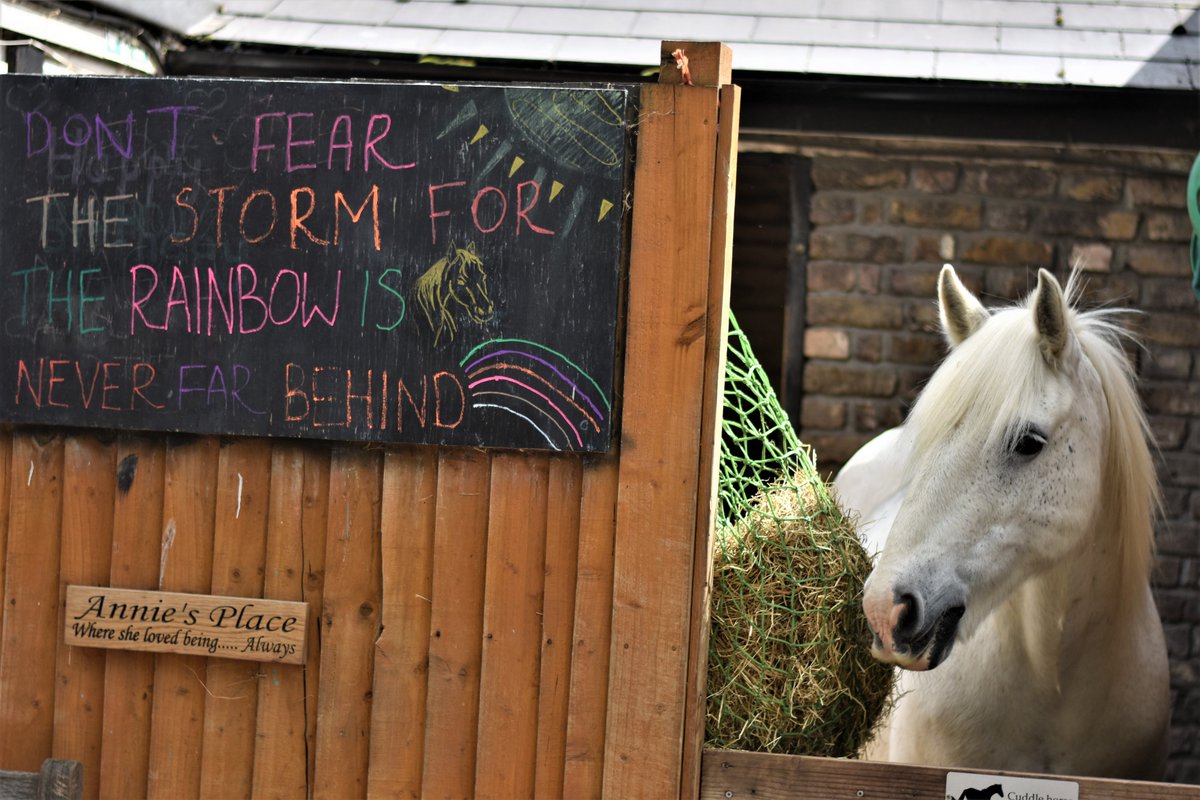ParkLaneStables's tweet photo. Sadly we need to find a new location after negotiation with the landlord failed to secure the purchase of our home in Teddington. We’ll be at Manor Farm Stables in Petersham in the interim. #ParkLaneStablesWalkingOn Read our press release: https://t.co/B9FKR7z57g https://t.co/1I2zoCJu7w