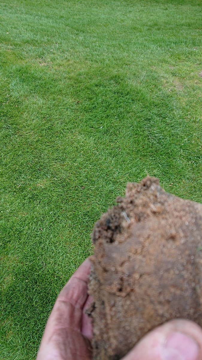 Plug taken out of 14th Green always been quite wet in the winter.
Not as many fresh new roots as the 9th. #drygreens #healthyturf #deeperroots