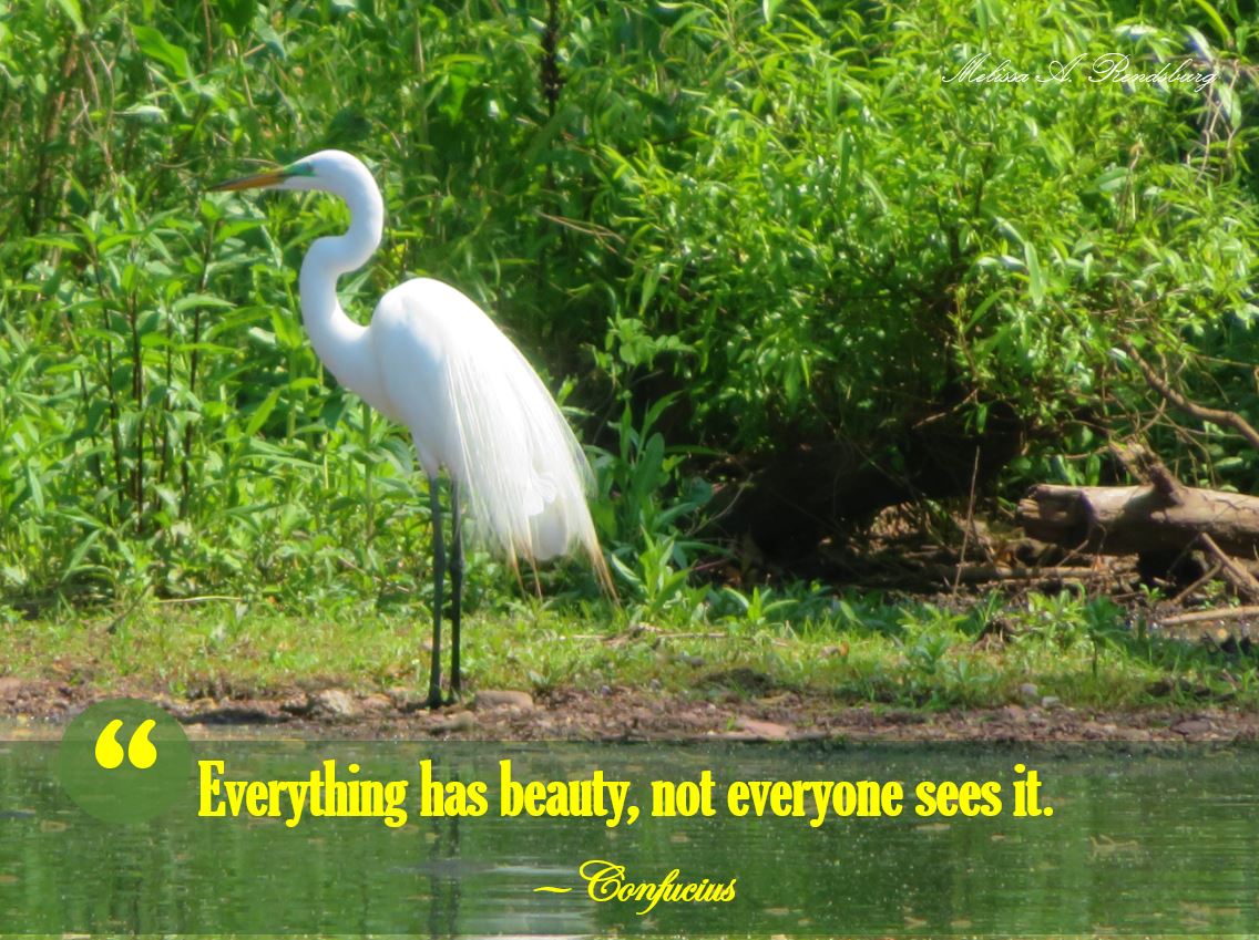 MelissaAnnRends's tweet photo. “Everything has beauty, not everyone sees it.”  
― Confucius 

#GreatEgret #Birds #Birdphotography #BirdWatching #BirdPhotos #NatureLover #NewJerseyBirds #BirdsofNewJersey #JohnsonPark #Beauty #Confucius 
#TwitterNatureCommunity https://t.co/pL4RmpJ5uh