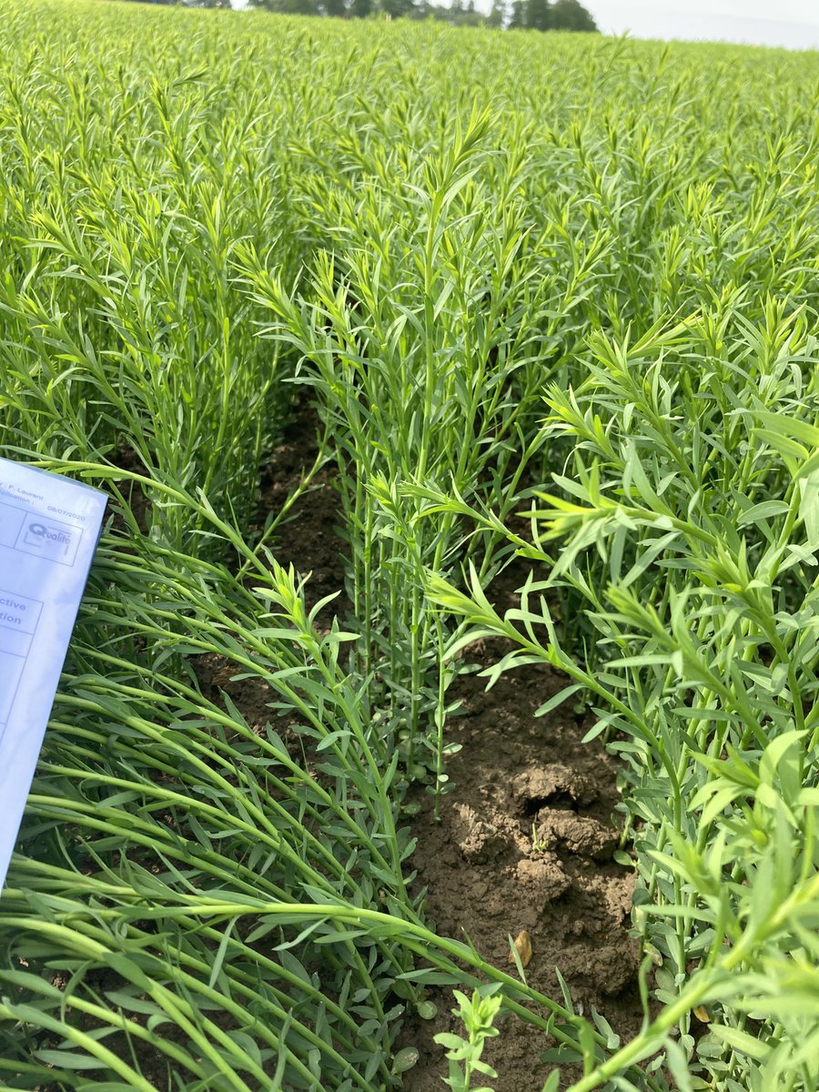 Benoit Normand tweet media