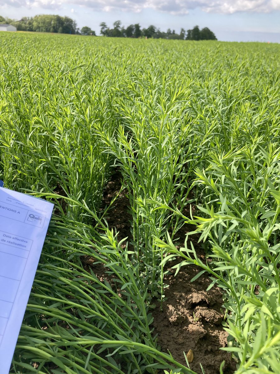 Plateforme lin du Nord dans les flandres. Ça pousse! 👍🏼👍🏼<a href="/ArvalisHdF/">ARVALIS Hauts-de-France</a> <a href="/Arvalisofficiel/">ARVALIS</a> <a href="/YFlodrops/">Yann Flodrops</a> <a href="/Bluesy27/">Bluesy</a> <a href="/fredlin/">Decock frederic</a> <a href="/QuentinDecock/">Quentin Decock</a> <a href="/Edouarddecock/">Edouard Decock</a> #syndicatlindunord