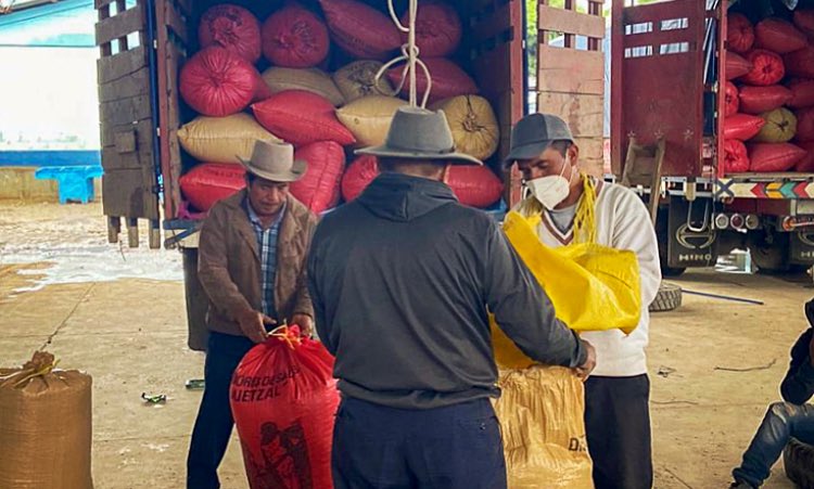 A glimpse of the collection centres at Asociación Chajulense during this year’s harvest! Located in Quiche-Ixil, Guatemala, Chajulense’s coffee is sweet and rounded with notes of prune, molasses, cherry, and nougat. 📷 credit: @RomyPerezS