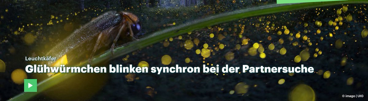 die partnersuche bei leuchtkäfern