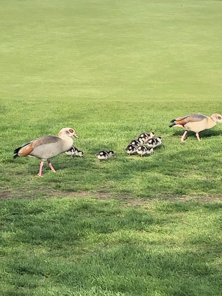 Nice to see the wildlife around the course today <a href="/UffordParkGolf/">Ufford Park Golf</a> <a href="/Natures_Voice/">RSPB</a> <a href="/RSPBMinsmere/">RSPB Minsmere 🌍</a> <a href="/golfenvawards/">Golf Environment Awards</a>