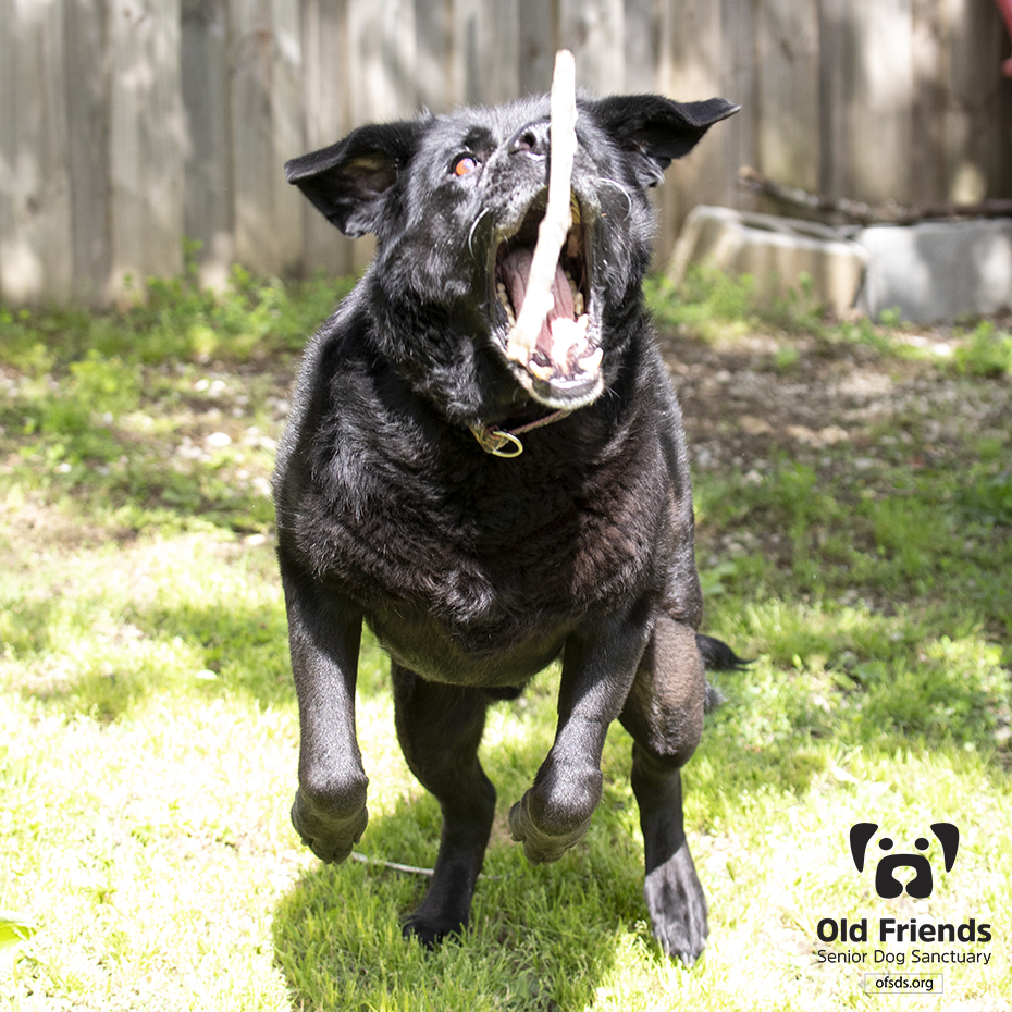 Why Does My Dog Keep Growling At Nothing