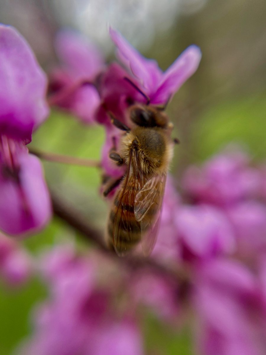 mathew_mervyn's tweet photo. First batch of photos from the first week of @BIOL4410 section 01. Lots of cool flowers blooming in Guelph! https://t.co/rvBo4HrSlH